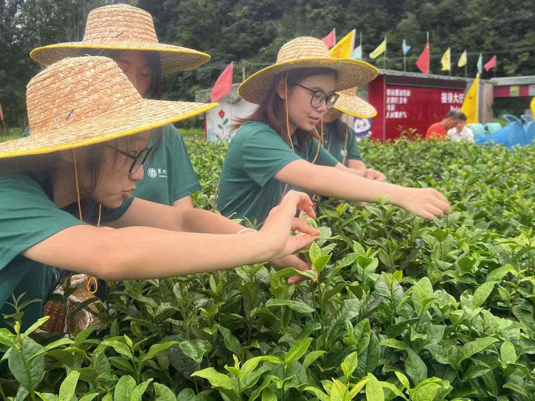 以茶為媒促振興，融合紅色文化與夜經(jīng)濟(jì)新篇章