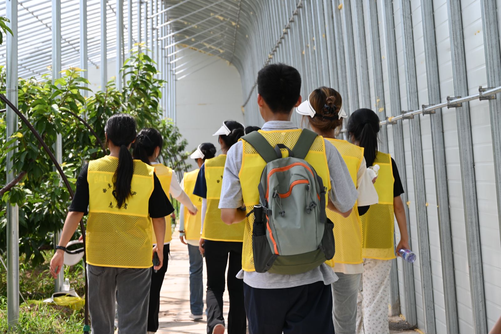 青春力量助力鄉村振興：學生社會實踐活動走進果園