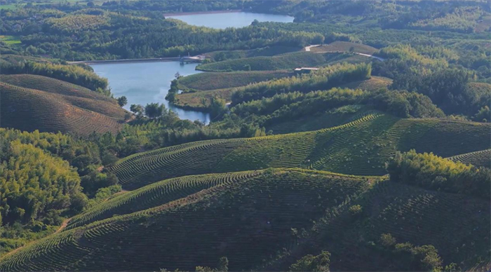 金雞籠村：茶園建設筑富路，茶農增收笑顏開