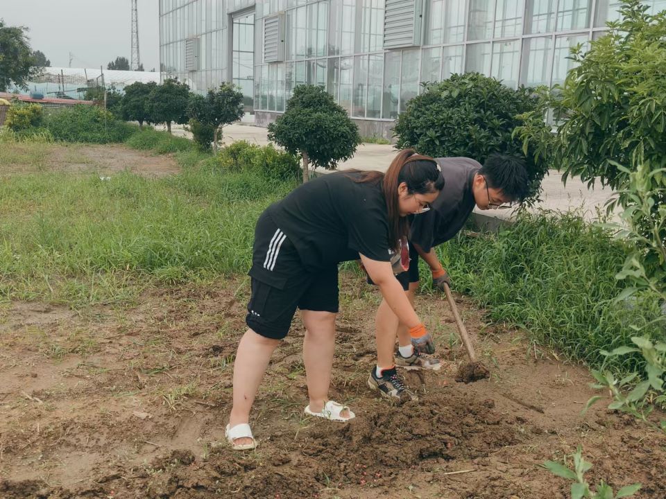 農學院青春“鄉”約暑期社會實踐團開展玉米種植勞動實踐
