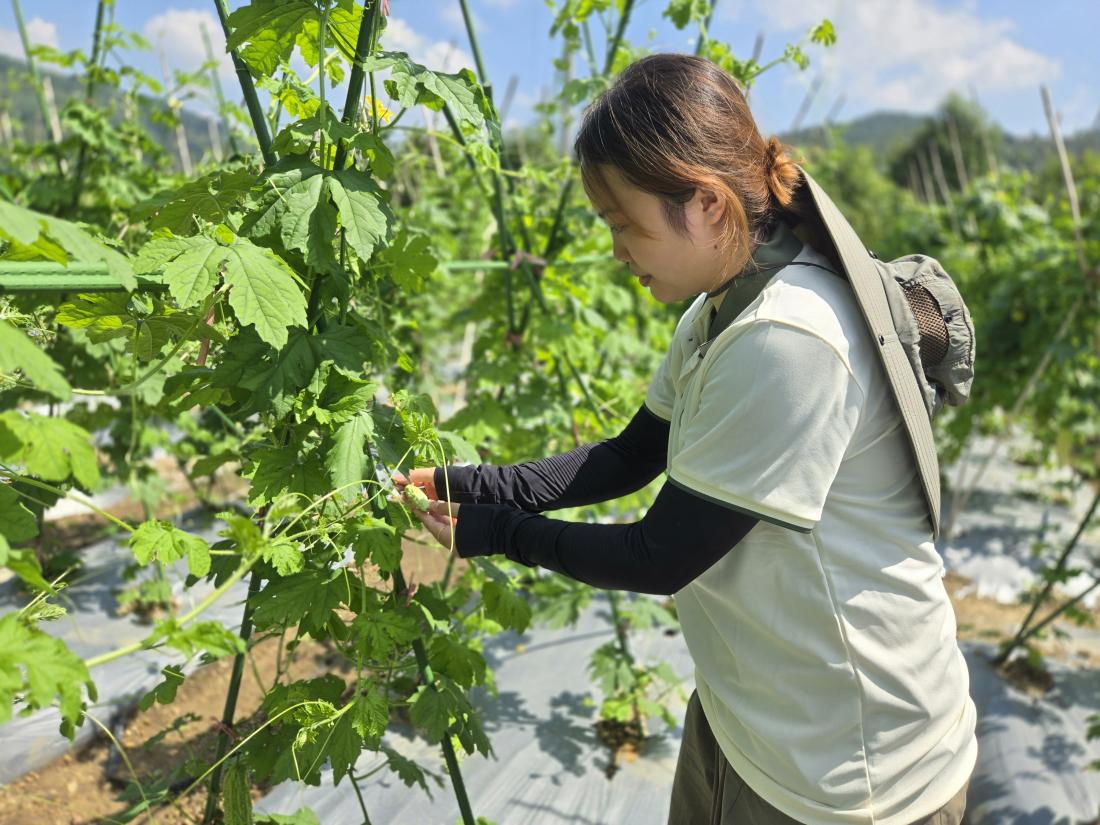 貴州大學黔嶺蔬香實踐隊：激活苦瓜興鄉村