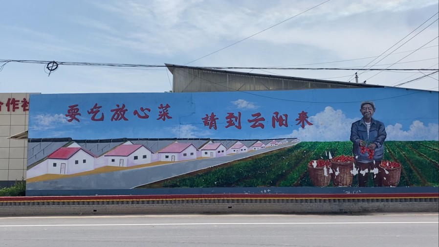 走田間地頭，啟思政新篇|西安理工大學“番茄派”隊社會實踐紀實