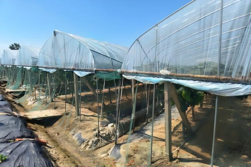 深入同大鎮(zhèn)葡萄園開展智慧農業(yè)專題調研