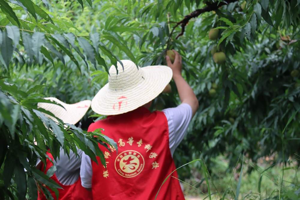青春助農(nóng)，“桃”樂融融——贛州師范高等專科學(xué)校中文系社會實踐隊下鄉(xiāng)采摘鷹嘴桃，助力和務(wù)振興