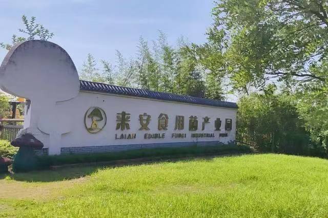 南財(cái)學(xué)子探索徐莊特色菌菇產(chǎn)業(yè)升級(jí)密碼