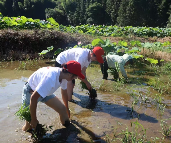 田間除草勞作 踐行勞動精神：南健學子三下鄉實踐隊助力馬街村農耕