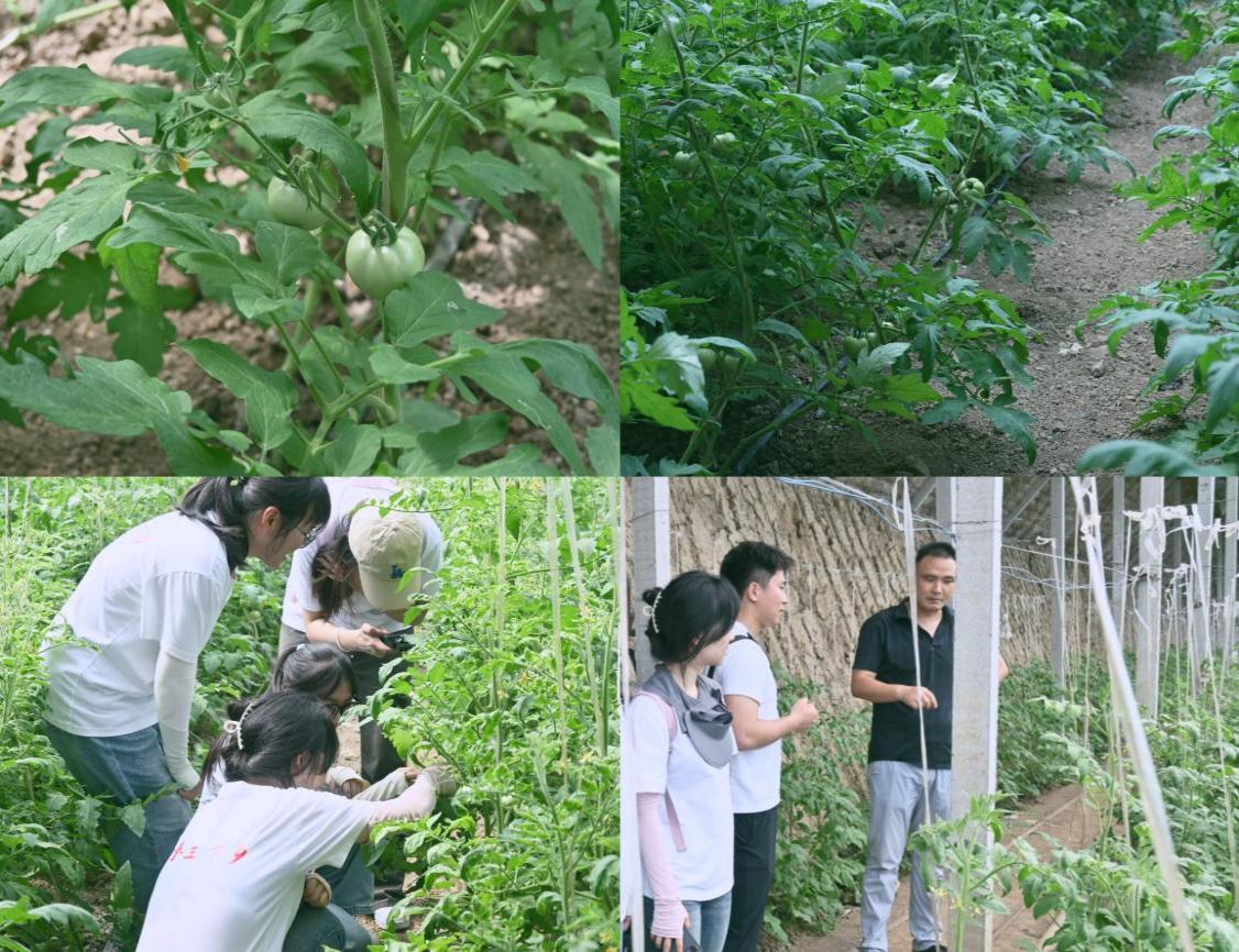 踏訪二龍沃土，探秘番茄暖棚——經管學院“潁領風番”團隊  2025年暑期“三下鄉”社會實踐活動（二）