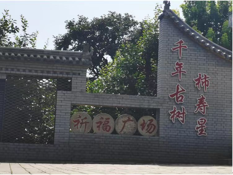 長安大學(xué)赴陜西渭南“鄉(xiāng)村振興·服務(wù)三農(nóng)”暑期社會(huì)實(shí)踐隊(duì)前往富平柿餅種植園實(shí)地學(xué)習(xí)