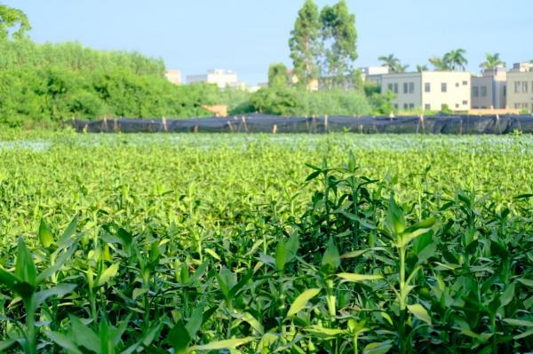 緊跟時(shí)代步伐，賡續(xù)綠竹未來